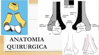 ANATOMIA
QUIRURGICA
 