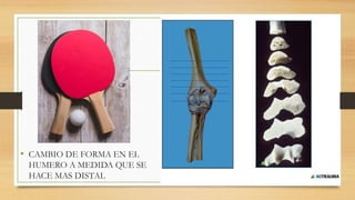 • CAMBIO DE FORMA EN EL
HUMERO A MEDIDA QUE SE
HACE MAS DISTAL
 