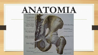 ANATOMIA
 