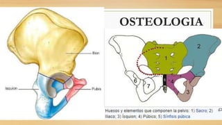 OSTEOLOGIA
 