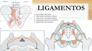 LIGAMENTOS
 