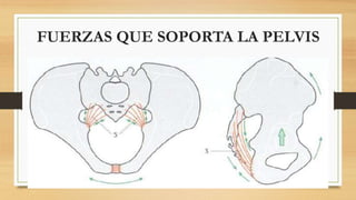 FUERZAS QUE SOPORTA LA PELVIS
 