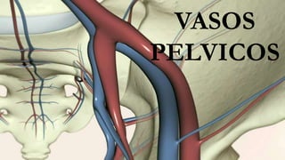 VASOS
PELVICOS
 