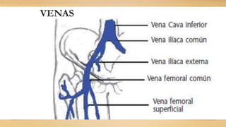 VENAS
 