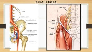 ANATOMIA