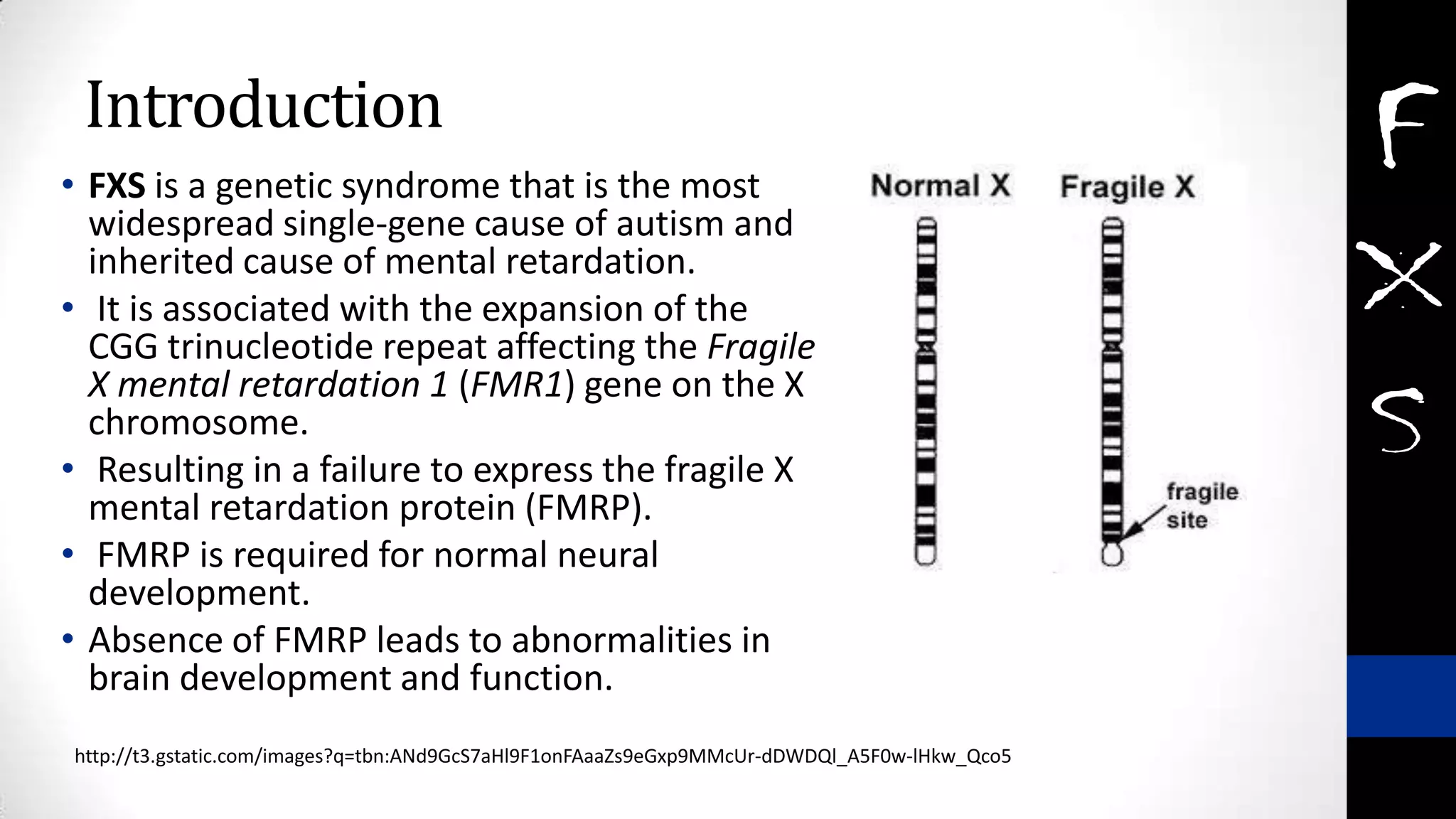 Introduction
• FXS is a genetic syndrome that is the most
widespread single-gene cause of autism and
inherited cause of mental retardation.
• It is associated with the expansion of the
CGG trinucleotide repeat affecting the Fragile
X mental retardation 1 (FMR1) gene on the X
chromosome.
• Resulting in a failure to express the fragile X
mental retardation protein (FMRP).
• FMRP is required for normal neural
development.
• Absence of FMRP leads to abnormalities in
brain development and function.
http://t3.gstatic.com/images?q=tbn:ANd9GcS7aHl9F1onFAaaZs9eGxp9MMcUr-dDWDQl_A5F0w-lHkw_Qco5
 