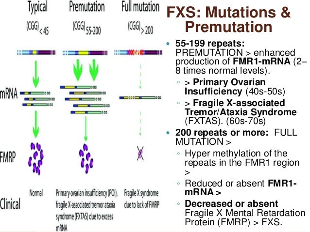 Fragile X Repeat Chart