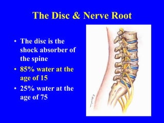 The Disc & Nerve Root
• The disc is the
shock absorber of
the spine
• 85% water at the
age of 15
• 25% water at the
age of 75
 