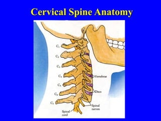 Cervical Spine Anatomy
 