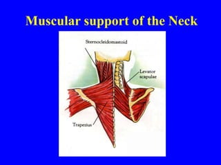 Muscular support of the Neck
 