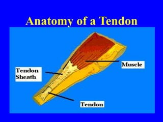 Anatomy of a Tendon
 