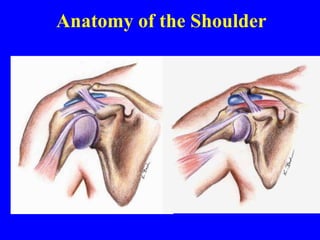 Anatomy of the Shoulder
 