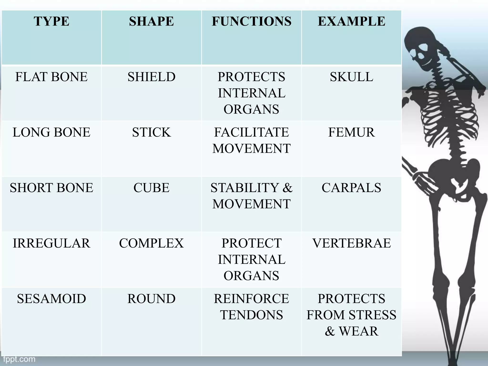 Discover The Amazing World Of Sesamoid Bones:  A Matching Guide - 24irc8u