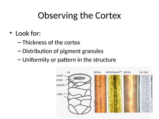 Distributable Cortex Examine human hair for cortex and medulla. | PPTX