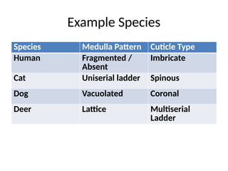 Examine hair morphology and determine the species to which the hair ...