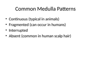 Interrupted Medulla Pattern Examine hair morphology and determine the species to which the hair ...
