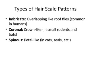 To prepare slides of scale pattern of human hair. (E) | PPTX