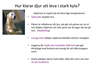 Hur klarar djur att leva i stark kyla?
•

Isbjörnen är expert på att klara låga temperaturer:
Tjock päls skyddar bra.

•

Pälsen är reflekterar allt ljus, det gör att pälsen ser vit ut
och hjälper isbjörnen att inte synas när de jagar säl ute på
isen. (skyddsfärg).

•

Lurviga öron hjälper isbjörnen behålla värmen i kroppen.

•

Ungarna får mjölk som innehåller 50% fett som gör
tillräckligt med bränsle och energi för att hålla kroppen
varm.

•

Andra pälsdjur darrar hela tiden. Man blir varm när man
rör på musklerna.

 