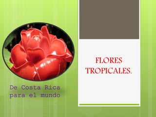FLORES 
TROPICALES. 
De Costa Rica 
para el mundo 
 