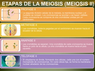 ETAPAS DE LA MEIOSIS (MEIOSIS II)
PROFASE II
• La segunda división celular de la meiosis, la membrana nuclear y el
nucléolo se rompen. Los cromosomas se acortan y se hacen visibles.
Cada cromosoma se compone de dos cromátidas unidas por un
centrómero.
METAFASE II
• Las cromátidas, todavía pegadas por el centrómero se mueven hacia el
ecuador de la célula.
ANAFASE II
• Las cromátidas se separan. Una cromátida de cada cromosoma se mueve
hacia un polo de la célula. La otra cromátida se mueve hacia el polo
opuesto.
TELOFASE II
• El citoplasma se divide, formando dos células, cada una con el numero
monoploide de cromosomas. En cada célula hija, se forma la membrana
nuclear alrededor de los cromosomas.
 
