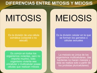 DIFERENCIAS ENTRE MITOSIS Y MEIOSIS
MITOSIS
Es la división de una célula
somática (corporal o no
sexual)
Es común en todos los
organismos vivientes, pero no
importa mucho), todo
organismo viviente sea
unicelular o multicelular posee
células que realizan mitosis
MEIOSIS
Es la división celular en la que
se forman los gametos o
células sexuales
La meiosis es única de los
organismos multicelulares. (las
bacterias no hacen meiosis y
esta se realiza solo a partir de
los protistas pluricelulares)
 
