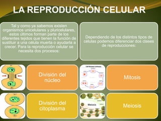 LA REPRODUCCIÓN CELULAR
Tal y como ya sabemos existen
organismos unicelulares y pluricelulares,
estos últimos forman parte de los
diferentes tejidos que tienen la función de
sustituir a una célula muerta o ayudarla a
crecer. Para la reproducción celular se
necesita dos procesos:
División del
núcleo
División del
citoplasma
Dependiendo de los distintos tipos de
células podemos diferenciar dos clases
de reproducciones:
Mitosis
Meiosis
 