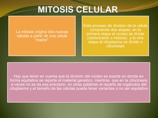 MITOSIS CELULAR
La mitosis origina dos nuevas
células a partir de una célula
“madre”.
Este proceso de división de la célula
comprende dos etapas: en la
primera etapa el núcleo se divide
(cariocinesis o mitosis) y la otra
etapa el citoplasma se divide o
citocinesis
Hay que tener en cuenta que la división del núcleo es exacta en donde en
forma equitativa se reparte el material genetico, mientras que en la citocinesis
a veces no se da esa precisión, en otras palabras el reparto de orgánulos del
citoplasma y el tamaño de las células puede tener variantes o no ser equitativo
 
