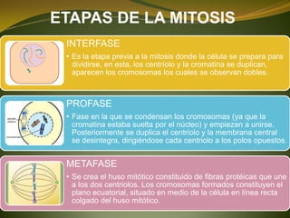 ETAPAS DE LA MITOSIS
INTERFASE
• Es la etapa previa a la mitosis donde la célula se prepara para
dividirse, en esta, los centríolo y la cromatina se duplican,
aparecen los cromosomas los cuales se observan dobles.
PROFASE
• Fase en la que se condensan los cromosomas (ya que la
cromatina estaba suelta por el núcleo) y empiezan a unirse.
Posteriormente se duplica el centriolo y la membrana central
se desintegra, dirigiéndose cada centriolo a los polos opuestos.
METAFASE
• Se crea el huso mitótico constituido de fibras protéicas que une
a los dos centriolos. Los cromosomas formados constituyen el
plano ecuatorial, situado en medio de la célula en línea recta
colgado del huso mitótico.
 