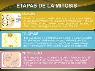 ETAPAS DE LA MITOSIS
ANAFASE
• En ella el centrómero se divide y cada cromosoma se separa
en sus dos cromátidas. (4) Los centrómeros emigran a lo largo
de las fibras del huso en direcciones opuestas, arrastrando
cada uno en su desplazamiento a una cromátida.
TELOFASE
• Los dos grupos de cromátidas, comienzan a descondensarse,
se reconstruye la membrana nuclear, alrededor de cada
conjunto cromosómico, lo cual definirá los nuevos núcleos
hijos. A continuación tiene lugar la división del citoplasma.
CITOCINESIS
• Es la segunda etapa acompañante de la mitosis, en esta, el
citoplasma se divide para formar dos células hijas diploides
idénticas con la repartición aproximada de los orgánulos
celulares.
 