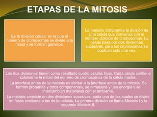ETAPAS DE LA MITOSIS
Es la división celular en la que el
número de cromosomas se divide a la
mitad y se forman gametos.
La meiosis comprende la división de
una célula que comienza con el
número diploide de cromosomas. La
célula pasa por dos divisiones
sucesivas, pero los cromosomas se
duplican solo una vez.
Las dos divisiones tienen como resultado cuatro células hijas. Cada célula contiene
solamente la mitad del número de cromosomas de la célula madre.
La interfase antes de la meiosis es similar a la interfase antes de la mitosis. Se
forman proteínas y otros componentes, se almacena y usa energía y se
intercambian materiales con el ambiente.
La meiosis consiste en dos divisiones sucesivas, cada una de las cuales se divide
en fases similares a las de la mitosis. La primera división se llama Meiosis I y la
segunda Meiosis II.
 