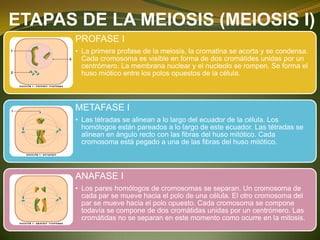 ETAPAS DE LA MEIOSIS (MEIOSIS I)
PROFASE I
• La primera profase de la meiosis, la cromatina se acorta y se condensa.
Cada cromosoma es visible en forma de dos cromátides unidas por un
centrómero. La membrana nuclear y el nucleolo se rompen. Se forma el
huso miótico entre los polos opuestos de la célula.
METAFASE I
• Las tétradas se alinean a lo largo del ecuador de la célula. Los
homólogos están pareados a lo largo de este ecuador. Las tétradas se
alinean en ángulo recto con las fibras del huso mitótico. Cada
cromosoma está pegado a una de las fibras del huso mitótico.
ANAFASE I
• Los pares homólogos de cromosomas se separan. Un cromosoma de
cada par se mueve hacia el polo de una célula. El otro cromosoma del
par se mueve hacia el polo opuesto. Cada cromosoma se compone
todavía se compone de dos cromátidas unidas por un centrómero. Las
cromátidas no se separan en este momento como ocurre en la mitosis.
 
