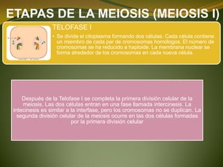 ETAPAS DE LA MEIOSIS (MEIOSIS I)
TELOFASE I
• Se divide el citoplasma formando dos células. Cada célula contiene
un miembro de cada par de cromosomas homólogos. El número de
cromosomas se ha reducido a haploide. La membrana nuclear se
forma alrededor de los cromosomas en cada nueva célula.
Después de la Telofase I se completa la primera división celular de la
meiosis. Las dos células entran en una fase llamada intercinesis. La
intecinesis es similar a la interfase, pero los cromosomas no se duplican. La
segunda división celular de la meiosis ocurre en las dos células formadas
por la primera división celular
 