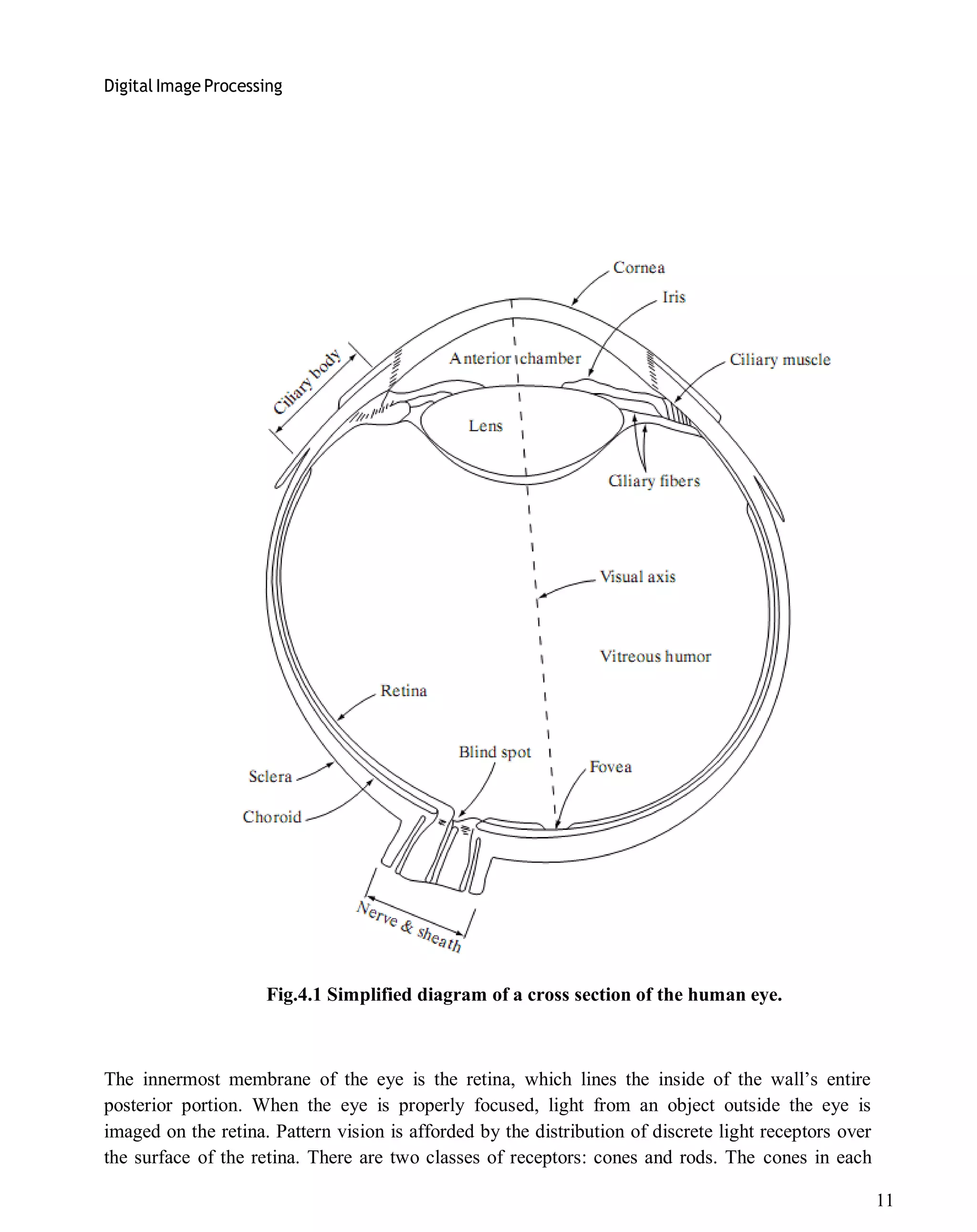 Digital Image Processing
11
Fig.4.1 Simplified diagram of a cross section of the human eye.
The innermost membrane of the eye is the retina, which lines the inside of the wall’s entire
posterior portion. When the eye is properly focused, light from an object outside the eye is
imaged on the retina. Pattern vision is afforded by the distribution of discrete light receptors over
the surface of the retina. There are two classes of receptors: cones and rods. The cones in each
 
