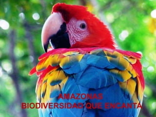 AMAZONAS
BIODIVERSIDAD QUE ENCANTA
 