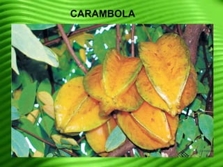 CARAMBOLA