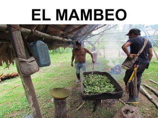 EL MAMBEO