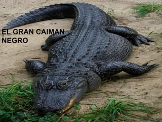 EL GRAN CAIMAN
NEGRO