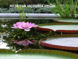 RESERVA VICTORIA REGIA