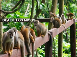 ISLA DE LOS MICOS