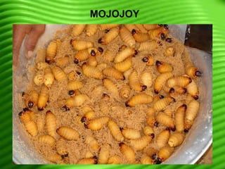 MOJOJOY