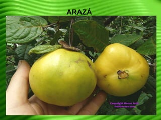 ARAZÁ