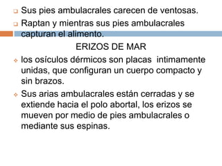 La mayoría son depredadores.Los sexos son separadosLas larvas de vida libre y simetría bilateral se fijan para transformar en un individuo juvenil radial que posteriormente se libera y se convierte en una estrella adulta y libreLos brazos de las ofiuras son delgados, y tiene un origen muy marcado en el disco central.