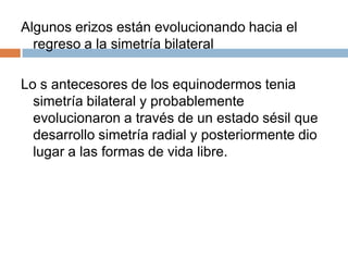 No tienen pedicelarios ni ampollas y sus surcos están ambulacrales están cerradosSus pies ambulacrales carecen de ventosas.