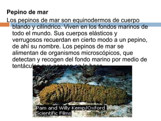 Raptan y mientras sus pies ambulacrales capturan el alimento.ERIZOS DE MARlos osículos dérmicos son placas  intimamente unidas, que configuran un cuerpo compacto y sin brazos.