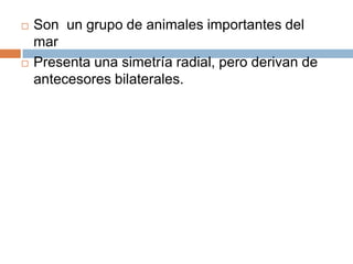 Son  un grupo de animales importantes del marPresenta una simetría radial, pero derivan de antecesores bilaterales.