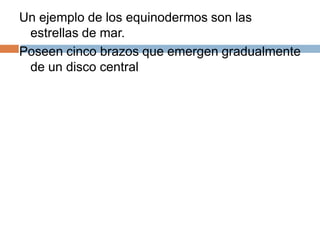 Un ejemplo de los equinodermos son las estrellas de mar.Poseen cinco brazos que emergen gradualmente de un disco central