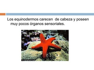 Los equinodermos carecen  de cabeza y poseen muy pocos órganos sensoriales.