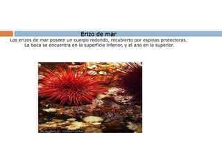 Erizo de marLos erizos de mar poseen un cuerpo redondo, recubierto por espinas protectoras. La boca se encuentra en la superficie inferior, y el ano en la superior.