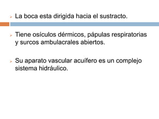 La boca esta dirigida hacia el sustracto.