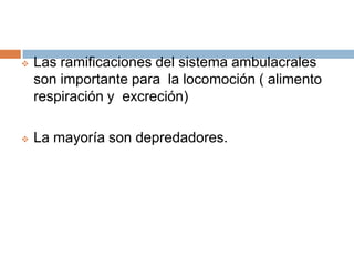 Tiene osículos dérmicos, pápulas respiratorias y surcos ambulacrales abiertos.